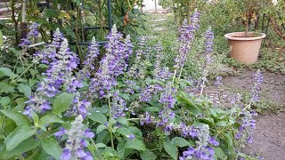 Blue salvia, beautiful color, flowers all year round, easy to grow