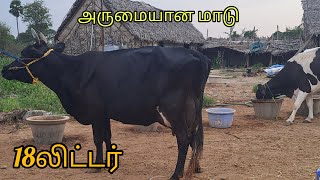 அருமையான காரி இளம் கண்று மாடு விற்பனைக்கு