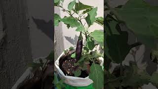 எங்கள் மாடி தோட்டத்தில் கத்திரிக்காய் நன்மைகள்/Brinjal benefits#food #garden #youtube#LEE