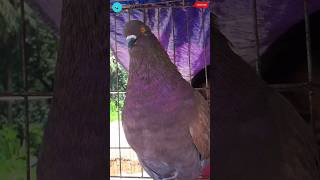 kabootar ki video || kabootar status || all kabootar lovers #pigeon #shorts #tranding #kabootar