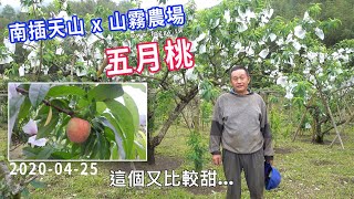 【20年的老桃樹】五月桃介紹短片《南插天山 x 山霧農場》no.004