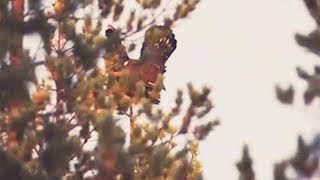 metson pudotus soitimelta, capercaillie hunting