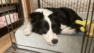 论养狗家庭有监控的重要性，边牧在梦游么？—border collie Mia