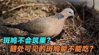 斑鸠不会筑巢？随处可见的斑鸠能不能吃？为何说吃斑鸠危害很大？