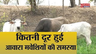 किसानों को आवारा जानवरों से कब मिलेगी निजात | Farmers worried about crop damaged by stray animals