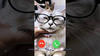 Cute Baby cat ringtone sounds|||calling me #shorts #ringtone #catcalling