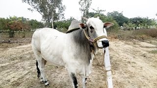 power full ongole bull