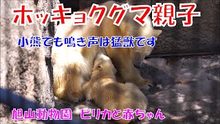 小熊でも鳴き声は猛獣です（旭山動物園　ホッキョクグマのピリカと赤ちゃん）#ホッキョクグマ #シロクマ