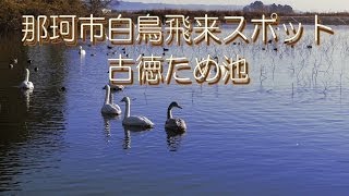 那珂市白鳥飛来スポット 古徳溜池(古徳沼) 2013/12/31