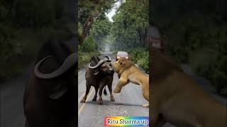 Buffalo fight shoking moment 😱 part 4 #animals #shortsfeed #wildlife #lion #tiger #buffalo #shorts