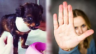 Abandoned Puppy Was About To Be Euthanized-But Vet Saw Sign Of Life