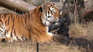 アムールトラ　アースくん　丸太をカジカジしています　【のんほいパーク】Amur tiger Earth-kun Toyohashi Zoo