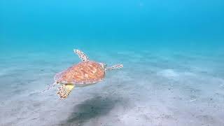 sand turtle tropical sea animal - Sea life Free Stock Video Footage