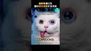 麻酔を受けた猫の目を保護する方法