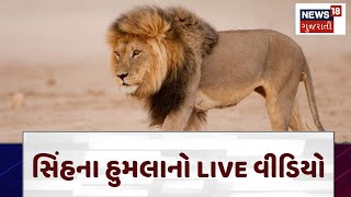 Amreli Lion | સિંહના હુમલાનો LIVE વીડિયો | Amreli | Lion | Gujarat | Gujarati News | News 18 | N18V