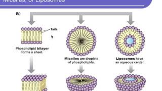 Physiology Chapter 3