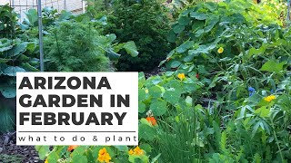 ARIZONA GARDEN in FEBRUARY: What TO DO \u0026 PLANT