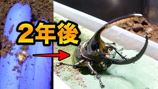 800日かけて卵から成虫へと姿を変えた世界で２番目に大きいカブトムシの姿をまとめてみた