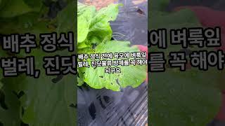 배추 초기 방제를 하지 않으면 이렇게 됩니다, 또 배추는 수확까지 해충 방제 중요합니다 #배추재배