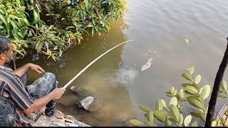 🎣മൈദയും 4 ഹുക്കുംകൊണ്ട് ഇത്രയും മീൻ 🐬പിടിക്കുന്നത് നിങ്ങൾ കണ്ടിട്ടുണ്ടാവില്ല|mallu fishing|kerala