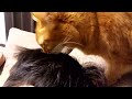 髪の毛を舐める猫（ソマリ）