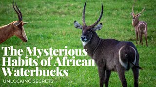 Unlocking the Secrets: The Mysterious Habits of African Waterbucks #wildlife