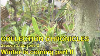 Collection Chronicles S3E2 | Moving 150+ plants inside + ONE MONTH UPDATE