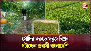 সৌদির মরুতে সবুজ বিপ্লব ঘটাচ্ছেন প্রবাসী বাংলাদেশি | Saudi Agriculture | Channel 24