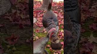 Nagkalat lang - Wild Turkey's in Pleasanton, California