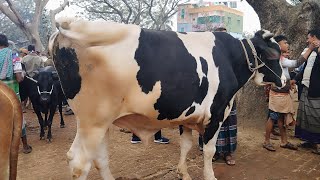 বিশাল দেহের খামার উপযোগী ষাঁড় গরু দেখুন আজকের ভিডিওতে || ধাপের গরুর হাট বাজার ২০২৫ | gorur hat |cow