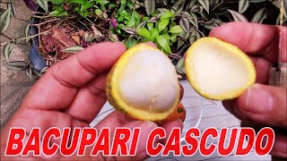 Tasting REAL BACUPARI (Garcinia gardneriana) 😋🍒