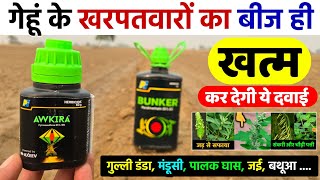 गेहूं के खरपतवारों का जड़ से सफाया | Wheat Herbicide | Mandusi | Gehu me Kharpatwar Nashak Dawa