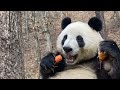 小馨吃着吃着又卡住了😋 what is xiaoxin listening while eating carrot and pumpkin panda eating show