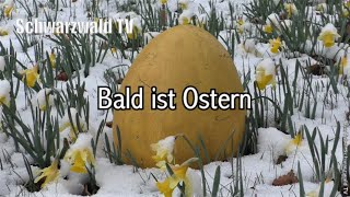 Bald ist Ostern 🐇 Grüße zur Osterzeit - Ostergrüße 2024 🍀🐣 WhatsApp Grußvideo kostenlos