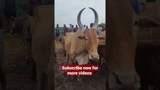 perimbilavu cattle market | largest cattle farm in thrissur