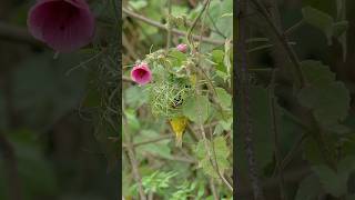 In the spring, the diligent weaver bird, joyfully builds its nest with ease. #birds #weaverbirds