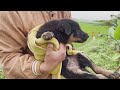 puppy stuck in a canal crying bitterly rescue the poor puppies