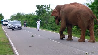 Risk behaviors of humans near elephants