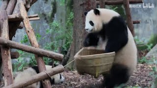 淼淼被儿子金喜气得跳了起来😍Miao Miao jumped up in anger at her son JinXi (Throwback)