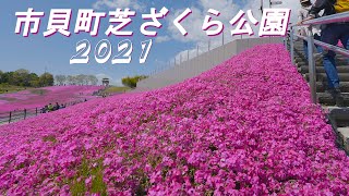 春色満開！ 見頃の「市貝町芝ざくら公園 」2021　ジンバル・ショット