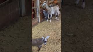 急にスイッチが入る仔ヤギちゃん♡【六甲山牧場】双子の仔ヤギ Baby Goat #shorts