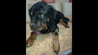 Бедный ротвейлер\\That poor Rottweiler