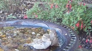 Two adorable little house sparrows bathing in the garden bird bath, just so cute ❤️ #birds