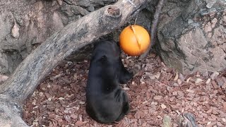 キョウコさんの出勤風景【2023年7月9日】【上野動物園】マレーグマ