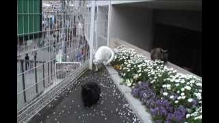 谷中だんだん猫の10年-2010/04/19