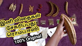 How to Collect \u0026 Store Vegetables Seeds  | காய்கறி விதைகள் சேகரிப்பது எப்படி | Seeds Collection