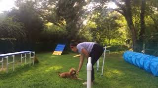 Agility Training Blaze the Mini Poodle