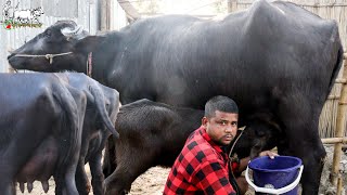 রহুল কাকার ইন্ডিয়ান মুররা ও দেশী জাতের দুয়াল,প্রেগন্যান্ট ও ষাড় মহিষের মেলা।১৩৫ হাজার থেকে বড় মহিষ।