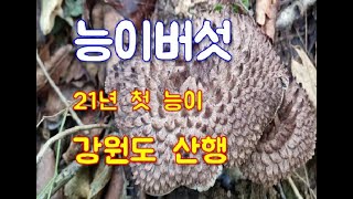 약초 산행 21년 첫 능이버섯 참싸리버섯 송이싸리버섯 먹버섯 밤버섯 산행