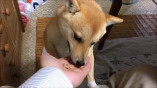 豆柴子犬モコ　大好物の納豆をクチャクチャ食べる。